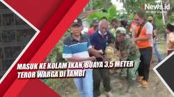 Video Masuk ke Kolam Ikan, Buaya 3,5 Meter Teror Warga di Jambi