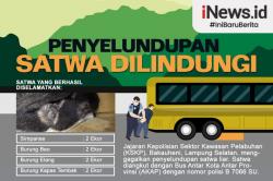 Infografis Penyelundupan Satwa Dilindungi di Lampung