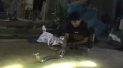 Sepasang Ular King Kobra Bersarang di Rumpun Bambu Gemparkan Warga Jepara  