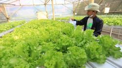 Viral Polemik dan Keluhan Peserta Program Petani Milenial Jabar  