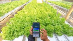 Petani Milenial Manfaatkan Teknologi dari Penanaman hingga Pemasaran