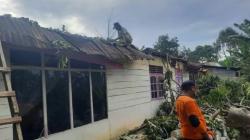 Pohon Damar di Bukittinggi Tumbang, Nyaris Hancurkan Rumah Warga