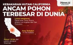 Infografis Kebakaran Hutan California Ancam Pohon Terbesar di Dunia