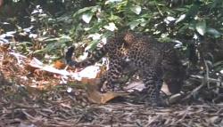 Gunung Sanggabuana Karawang Jadi Habitat Macan Tutul, Beberapa Ekor Tertangkap Kamera