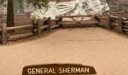 Kebakaran Hutan Dahsyat di California, Pohon Terbesar di Dunia Dilapisi Kertas Aluminium