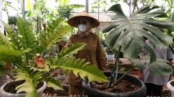 Tanaman Hias Monstera dan Philodendron Tembus Pasar Ekspor Singapura