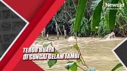 Video Teror Buaya di Sungai Gelam Jambi, Begini Penampakan Penangkarannya