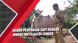 Video Heboh Pencurian Sapi dengan Modus Mutilasi di Jember