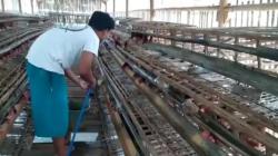 Harga Telur Ayam Anjlok, Peternak di Pangandaran Menjerit