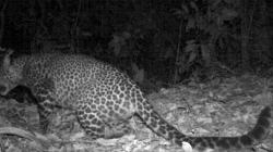 Ini Penampakan Macan Tutul Betina Terekam Kamera di Gunung Sanggabuana Karawang