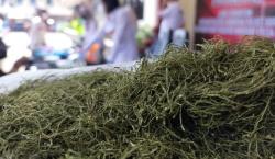 Simpan Tembakau Sintetis 8,86 Gram, Warga Mekarmukti KBB Ditangkap Polisi