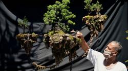 Viral Bonsai Avatar Bisa Melayang Ternyata Ada di Bali, Ini Penampakannya
