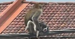 Bak Film Action, Monyet Ini Sandera Anak Anjing 3 Hari Pembebasan Alot