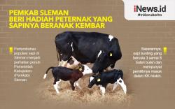Infografis Pemkab Sleman Beri Hadiah bagi Peternak yang Sapinya Beranak Kembar