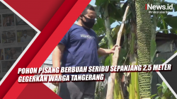 Video Pohon Pisang Berbuah Seribu Sepanjang 2,5 Meter Gegerkan Warga Tangerang