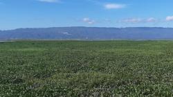 Kondisi Danau Limboto semakin Kritis dan Mendesak Diselamatkan