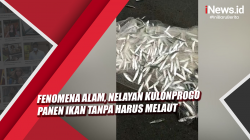 Video Fenomena Alam, Nelayan Kulonprogo Panen Ikan Tanpa Harus Melaut