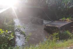  Irigasi di Kalibawang Ambles, Ancam  2.010 Hektare Lahan Persawahan Siap Panen