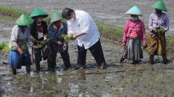 Masuk ke Sawah, Menko Airlangga Hartarto Bantu Petani Tanam Padi