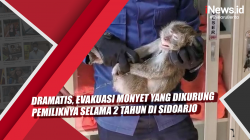 Video Dramatis, Evakuasi Monyet yang Dikurung Pemiliknya Selama 2 Tahun di Sidoarjo