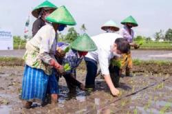 Kunjungi Petani di Klaten, Menko Airlangga Tanam Padi Hingga Celana Penuh Lumpur