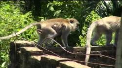 Kawanan Monyet Serang Rumah Warga di Tebintinggi