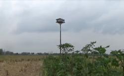 Bikin Rumah Burung Hantu Senilai Rp184 Juta, Pemkab Jombang Jadi Sorotan 