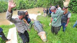 Puluhan Ekor Buaya Dievakuasi dari Penangkaran Terbengkalai di Muaro Jambi