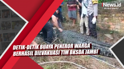 Detik-Detik Buaya Peneror Warga Berhasil Dievakuasi Tim BKSDA Jambi