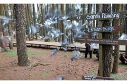 Jalan Patuk-Dlingo Dipasang Portal, Objek Wisata Hutan Pinus Tetap Ramai Dikunjungi
