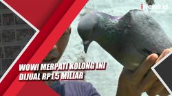 Sering Juara, Merpati Kolong di Pekalongan Laku Rp1,5 Miliar