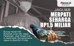 Infografis Jaguar Merpati Seharga Rp1,5 Miliar