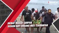 Video Seekor Bayi Dugong Mati Terdampar Diduga Akibat Makan Sampah di Polewali Mandar