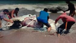 Heboh, Warga Potong Daging Hiu Tutul yang Mati Terdampar di Cianjur Selatan