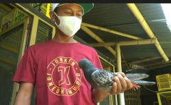Wow, Pecinta Burung Beli Kontan Merpati Rp1,5 Miliar dari Warga Pekalongan 