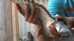 Terjual Rp1,5 Miliar, Apa Istimewanya Burung Merpati Jaguar ?