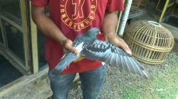 7 Fakta Burung Merpati Rp1,5 Miliar, Nomor 4 Bikin Melongo