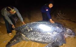 Fenomena Langka, Penyu Belimbing Terbesar Muncul di Pantai Paloh Sambas