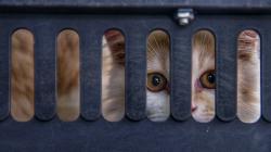 Kota Medan Masuk Daftar Tertinggi Penularan Rabies, 100 Hewan Divaksinasi Gratis