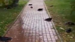 Heboh, Ribuan Burung Gagak Mati Berjatuhan dari Langit