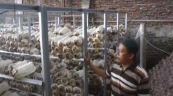 Tingkatkan Produktivitas, Petani Jamur Tiram di Semarang Manfaatkan Sistem Robotik 