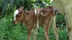 Geger, Lembu Berkaki Enam Lahir di Simalungun<