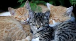 Netizen Marah Kucing Peliharaan Disuntik Mati karena Terpapar Covid