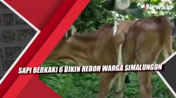Video Sapi Berkaki 6 Bikin Heboh Warga Simalungun