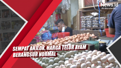 Video Sempat Anjlok, Harga Telur Ayam Berangsur Normal