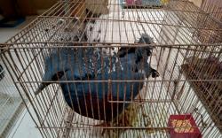 31 Burung Dilindungi yang Ditinggalkan di Jalintim Mati, Polda Sumsel Kejar Pelaku<