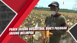 Panen Jagung Nusantara, Bukti Pasokan Jagung Melimpah