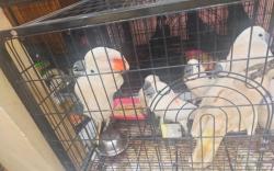 Geledah Mobil Bergoyang di Jalan Soetta, Polisi Temukan Ratusan Hewan Cantik dan Dilindungi <