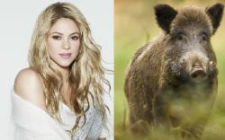 Penyanyi Shakira Diserang Babi Hutan di Taman, Tas dan Ponsel Hancur