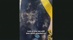 Penyanyi Shakira Diserang Babi Hutan saat Jalan-Jalan, Tas Tangan Rusak